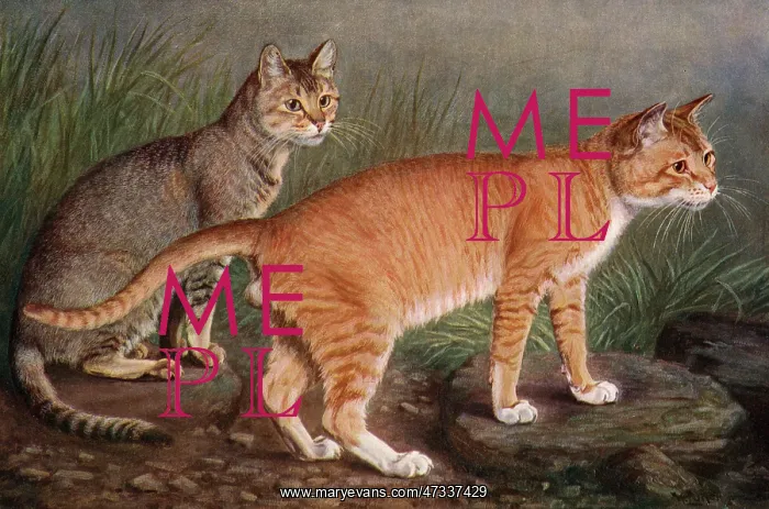 : ABYSSINIAN AND INDIAN : ABYSSINIAN AND INDIAN