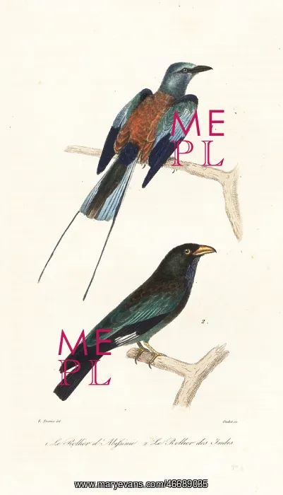 : Abyssinian roller and dollar bird : Abyssinian roller and dollar bird
