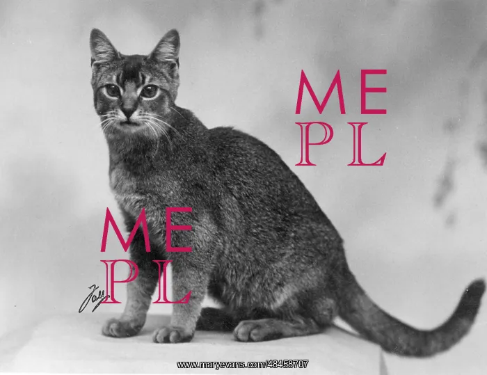  : ABYSSINIAN SITTING
