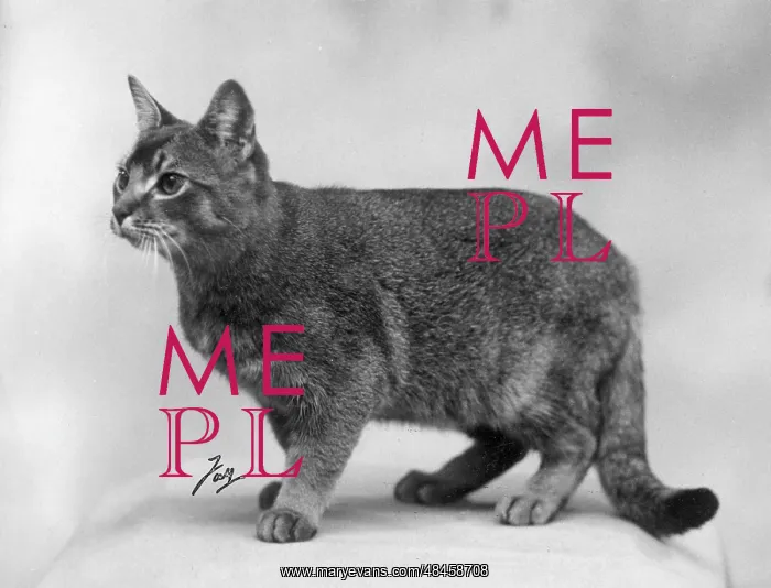 : ABYSSINIAN STANDING : ABYSSINIAN STANDING