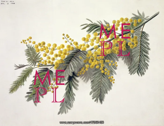 : Acacia dealbata, mimosa or silver wattle : Acacia dealbata, mimosa or silver wattle