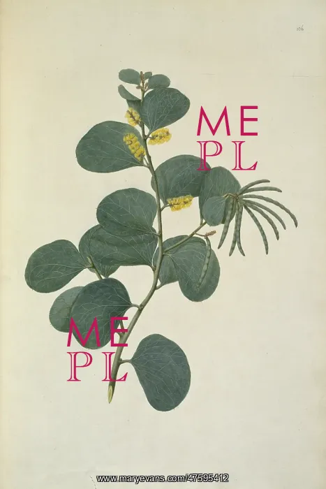 : Acacia humifusa : Acacia humifusa