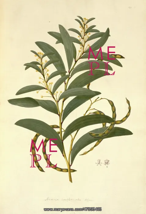 : Acacia legnota, wattle : Acacia legnota, wattle