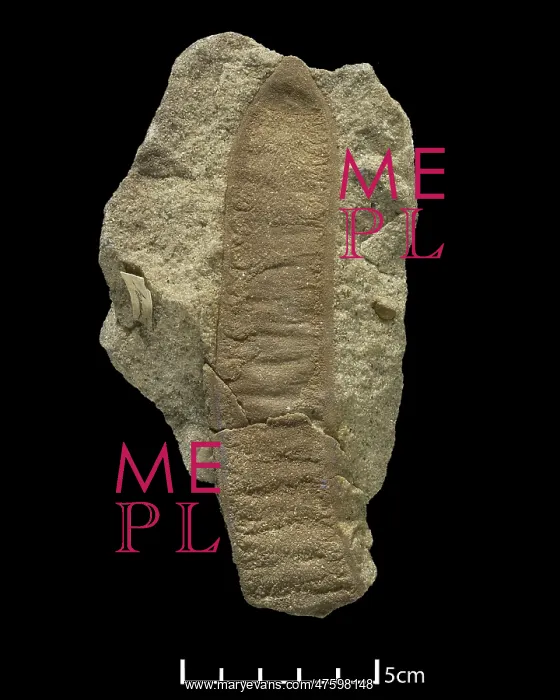 : Acacia-like pod : Acacia-like pod