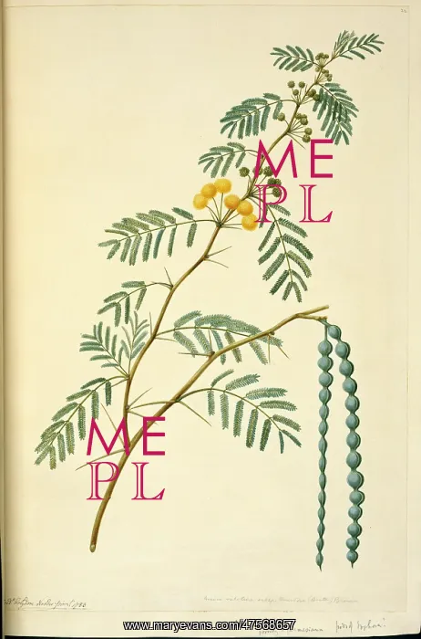 : Acacia nilotica, prickly acacia tree : Acacia nilotica, prickly acacia tree