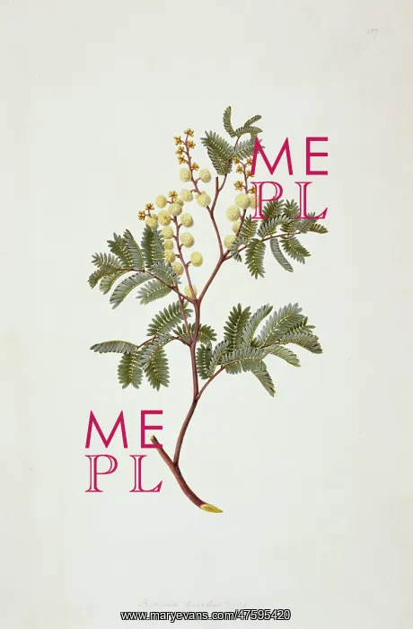 : Acacia terminalis, sunshine wattle : Acacia terminalis, sunshine wattle