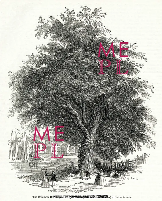 : Acacia tree, Common Robinia or Locust Tree : Acacia tree, Common Robinia or Locust Tree