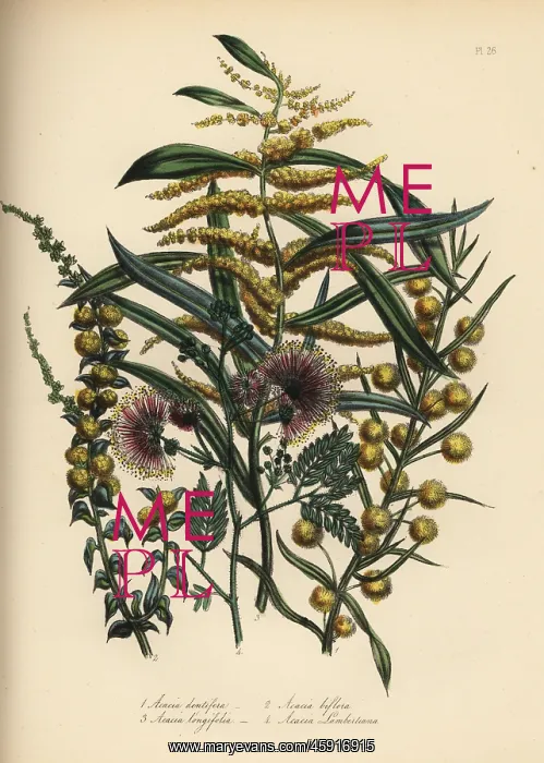 : Acacia or wattle species : Acacia or wattle species