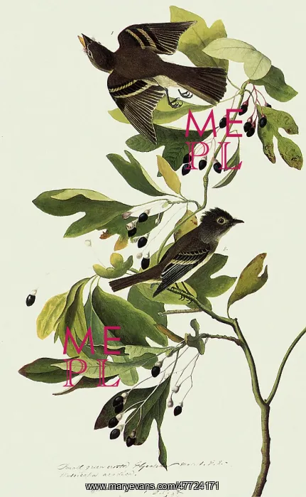 : Acadian Flycatcher, Empidonax virescens : Acadian Flycatcher, Empidonax virescens