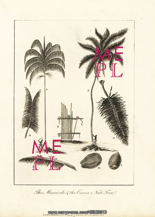 : Acai palm and coconut tree : Acai palm and coconut tree