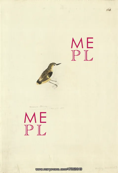 : Acanthisitta chloris, rifleman : Acanthisitta chloris, rifleman