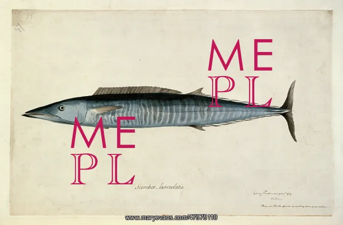 : Acanthocybium solandri, wahoo : Acanthocybium solandri, wahoo