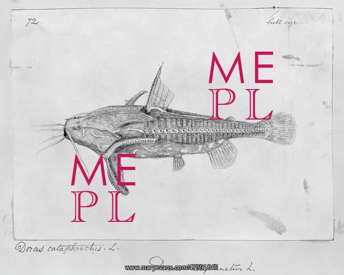 : Acanthodoras cataphractus, spiny catfish : Acanthodoras cataphractus, spiny catfish