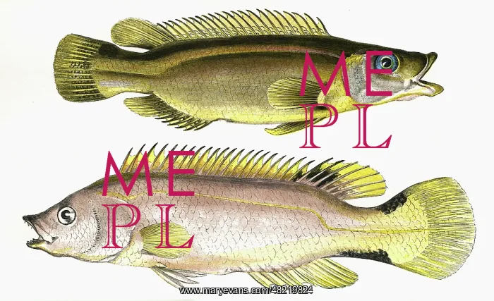  : Acantholabrus palloni, or Scale-Rayed Wrasse