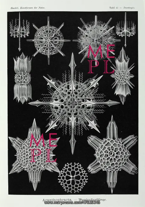 : Acanthophracta, radiolarians : Acanthophracta, radiolarians