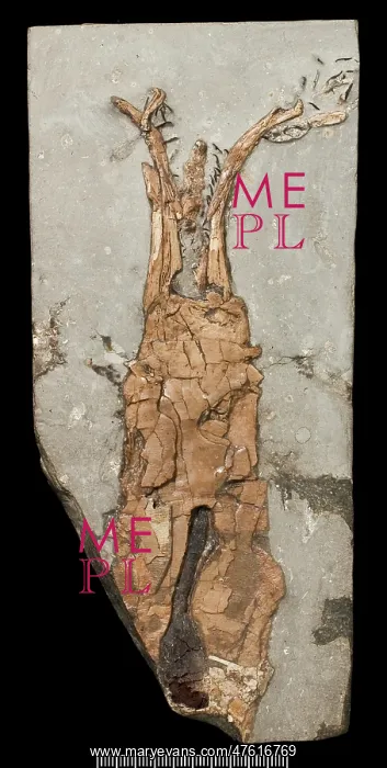 : Acanthoteuthis, a fossil coleoid : Acanthoteuthis, a fossil coleoid