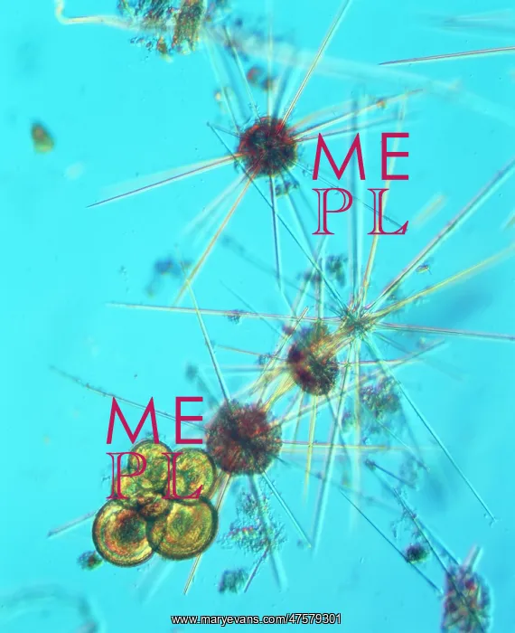 : Acanthowetra : Acanthowetra
