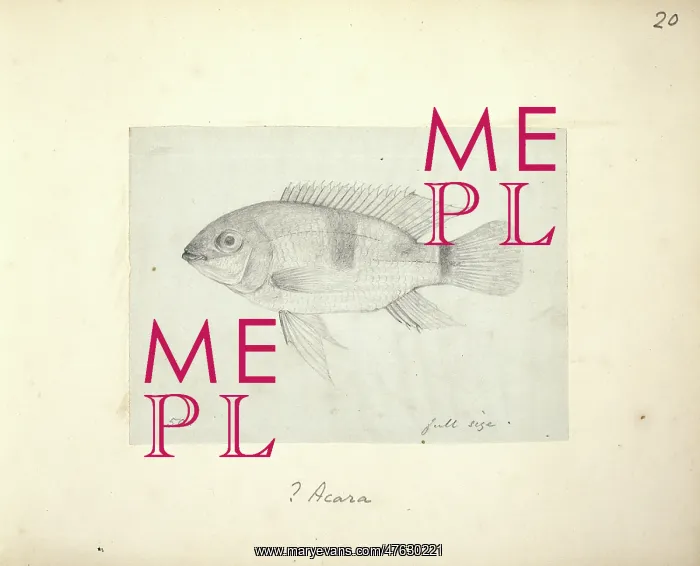 : Acara sp. Plate 20 from Drawings of Fishes of Rio Negro, Vol 1, by Alfred Russel Wallace : Acara sp. Plate 20 from Drawings of Fishes of Rio Negro, Vol 1, by Alfred Russel Wallace