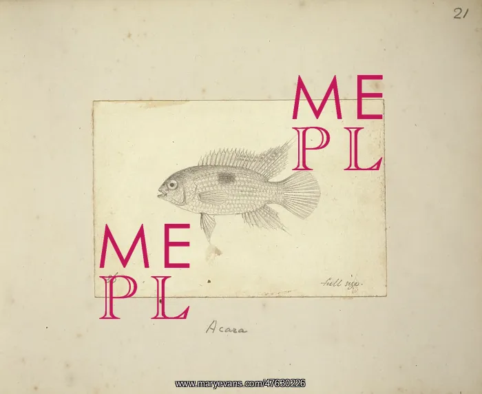 : Acara sp. Plate 21 from Drawings of Fishes of Rio Negro, Vol 1, by Alfred Russel Wallace : Acara sp. Plate 21 from Drawings of Fishes of Rio Negro, Vol 1, by Alfred Russel Wallace
