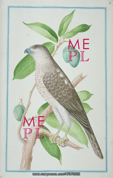 : Accipiter badius, shikra : Accipiter badius, shikra