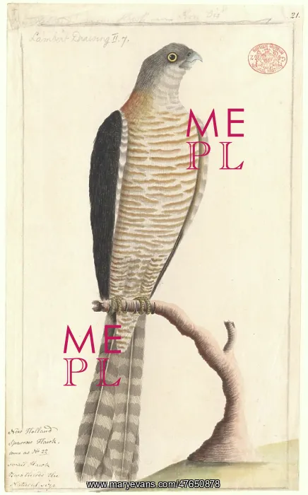: Accipiter cirrocephalus, collared sparrowhawk : Accipiter cirrocephalus, collared sparrowhawk