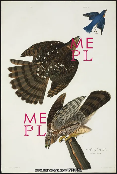 : Accipiter cooperii, Cooper's hawk : Accipiter cooperii, Cooper's hawk