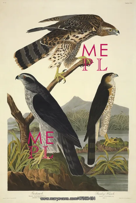 : Accipiter gentilis, northern goshawk, Accipiter cooperii, Co : Accipiter gentilis, northern goshawk, Accipiter cooperii, Co