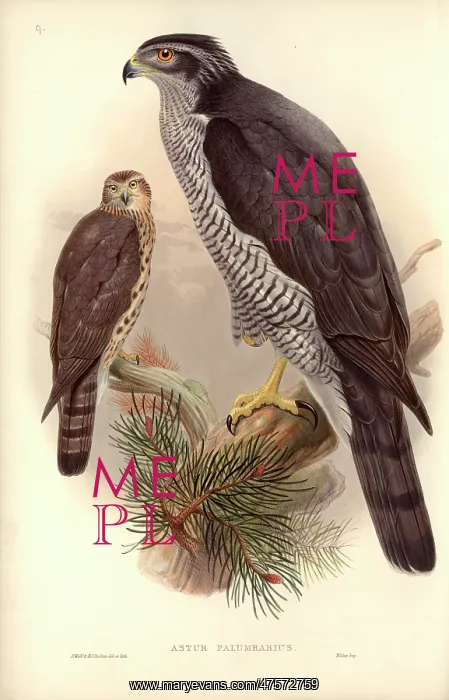 : Accipiter gentilis, northern goshawk : Accipiter gentilis, northern goshawk