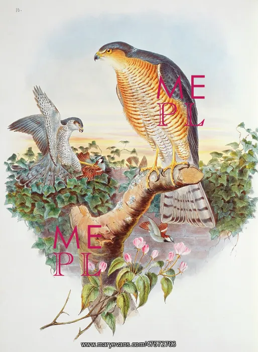 : Accipiter nisus, Eurasian sparrow hawk : Accipiter nisus, Eurasian sparrow hawk