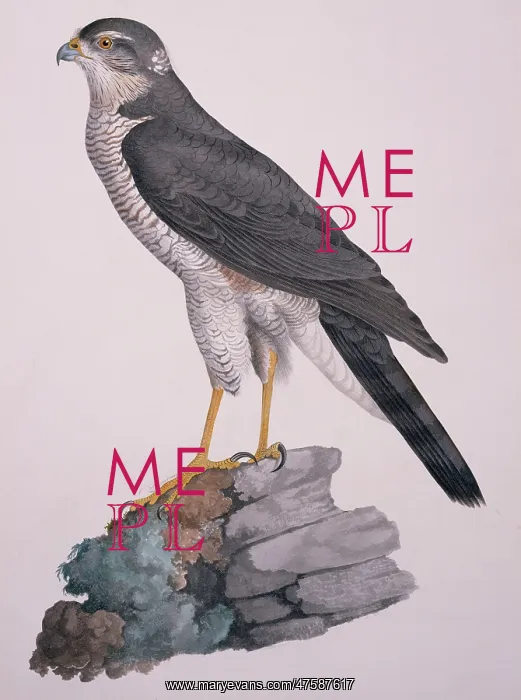 : Accipiter nisus, Eurasian sparrowhawk : Accipiter nisus, Eurasian sparrowhawk