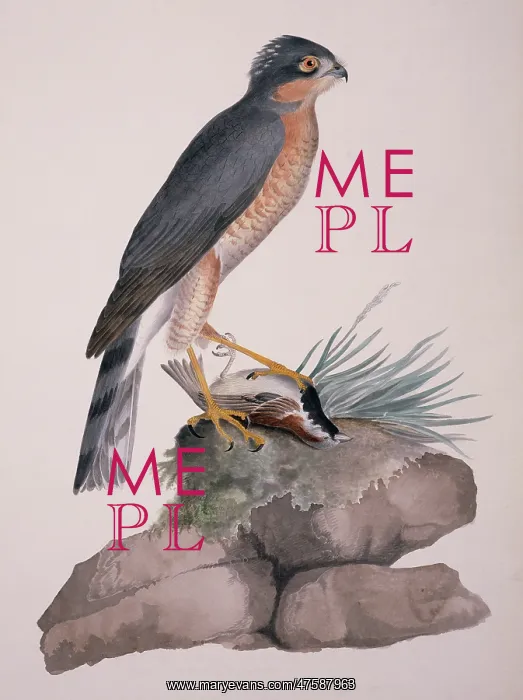 : Accipiter nisus, Eurasian sparrowhawk : Accipiter nisus, Eurasian sparrowhawk