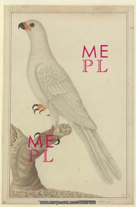 : Accipiter novaehollandiae, variable goshawk : Accipiter novaehollandiae, variable goshawk