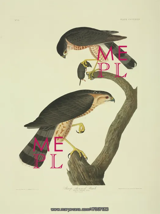 : Accipiter striatus, sharp-shinned hawk : Accipiter striatus, sharp-shinned hawk