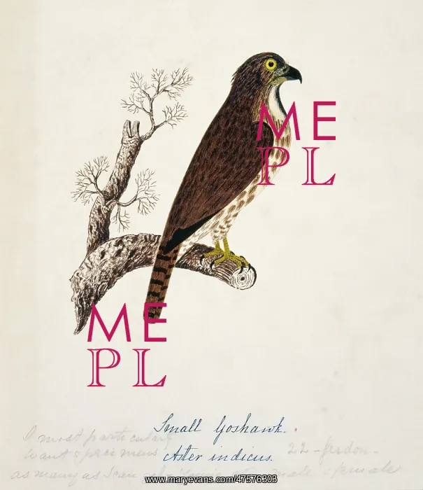 : Accipiter trivirgatus, crested goshawk : Accipiter trivirgatus, crested goshawk