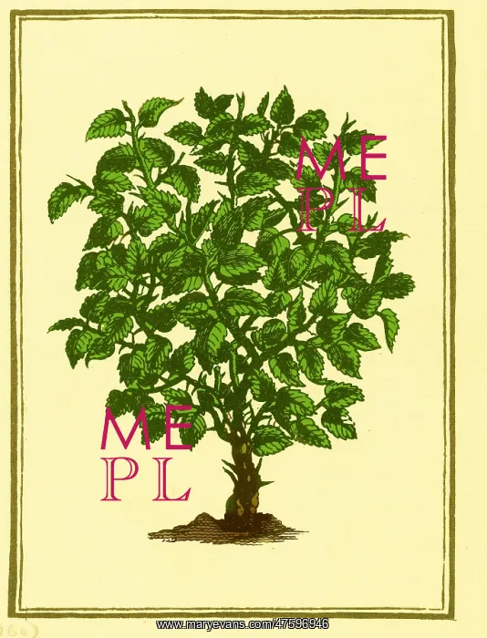 : Myrrh. According to an ancient Oriental legend : Myrrh. According to an ancient Oriental legend