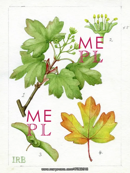 : Acer campestre - field maple : Acer campestre - field maple