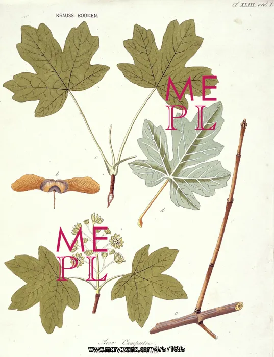 : Acer campestre, field maple : Acer campestre, field maple