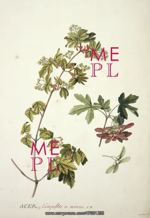 : Acer campestre L. field or Engliah maple : Acer campestre L. field or Engliah maple
