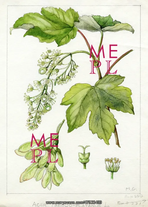 : Acer pseudoplatanus - sycamore : Acer pseudoplatanus - sycamore