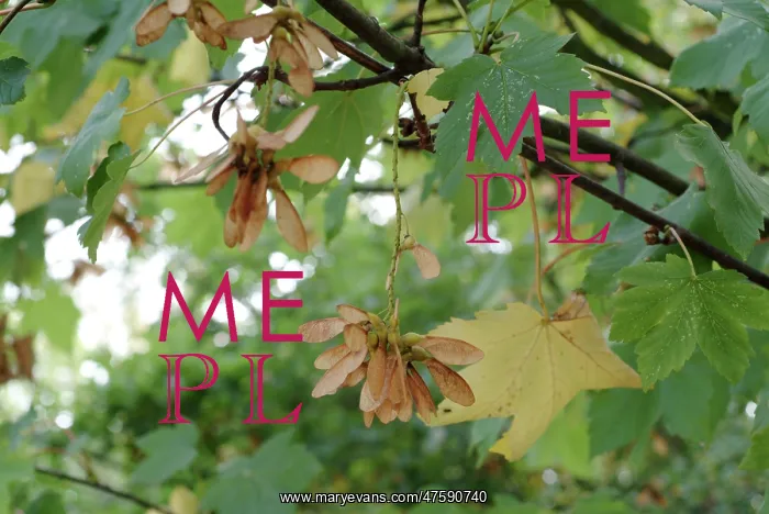 : Acer pseudoplatanus, sycamore : Acer pseudoplatanus, sycamore