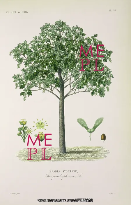 : Acer pseudoplatanus, sycamore or great maple : Acer pseudoplatanus, sycamore or great maple