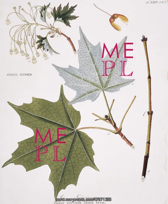 : Acer sacharenum, rock maple tree : Acer sacharenum, rock maple tree