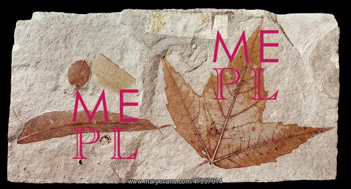 : Acer trilobatum, sycamore or maple leaf : Acer trilobatum, sycamore or maple leaf