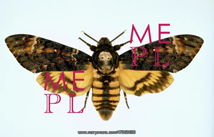 : Acherontia atropos, death's-head hawk-moth : Acherontia atropos, death's-head hawk-moth