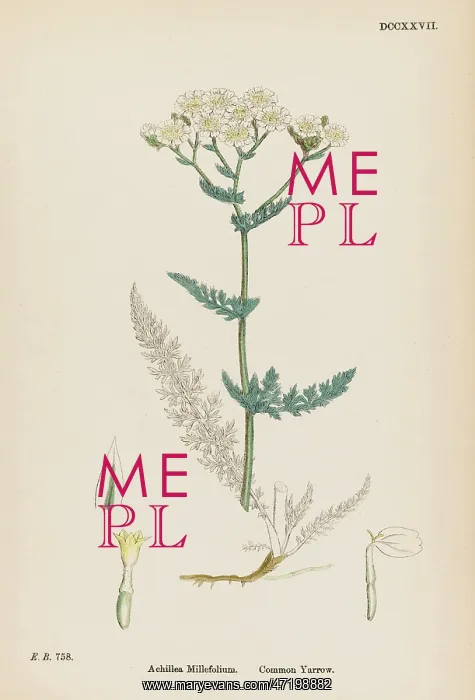  : ACHILLEA MILLEFOLIUM