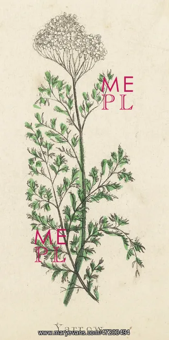  : ACHILLEA MILLEFOLIUM