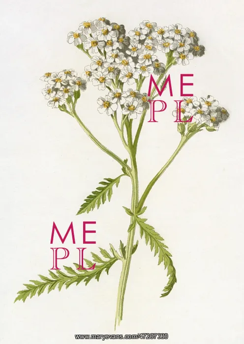  : ACHILLEA MILLEFOLIUM