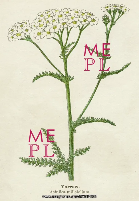  : Achillea Millefolium