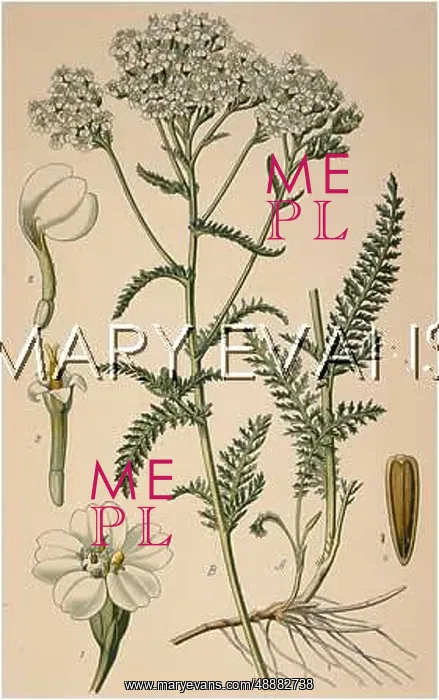  : ACHILLEA MILLEFOLIUM