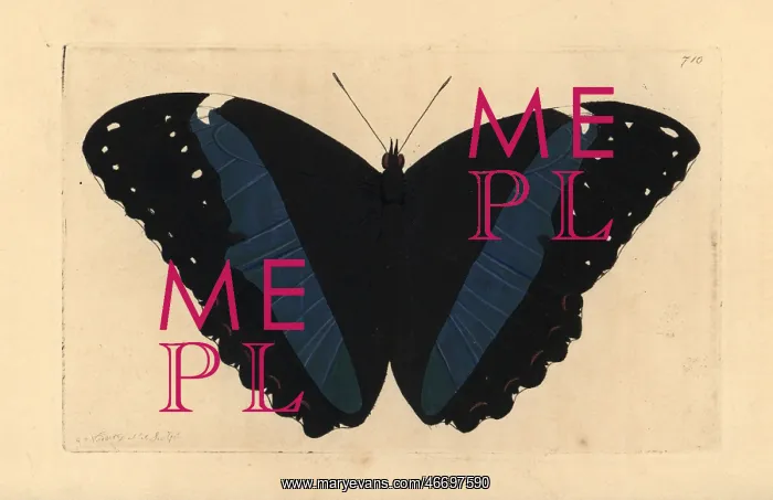 : Achilles morpho butterfly variety, Morpho achilles var : Achilles morpho butterfly variety, Morpho achilles var